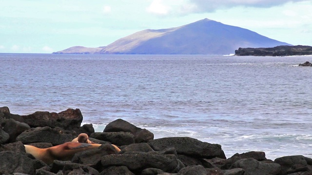 厄瓜多尔加拉帕戈斯国家公园的中国帽岛，加拉帕戈斯海狮在岩石上休息视频下载