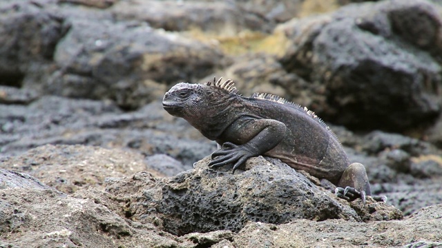 厄瓜多尔加拉帕戈斯国家公园中国帽岛的海鬣蜥。这种鬣蜥只在加拉帕戈斯群岛发现。视频下载