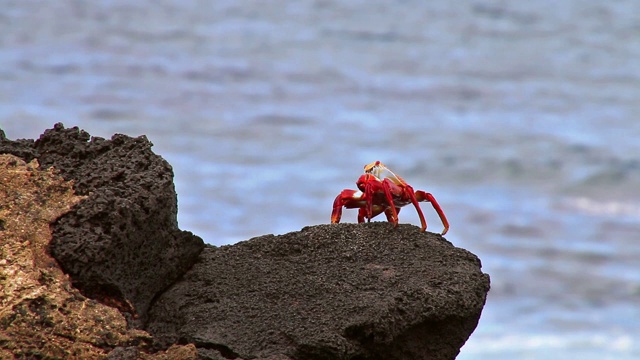 厄瓜多尔加拉帕戈斯国家公园中国帽岛的白尾蟹视频下载