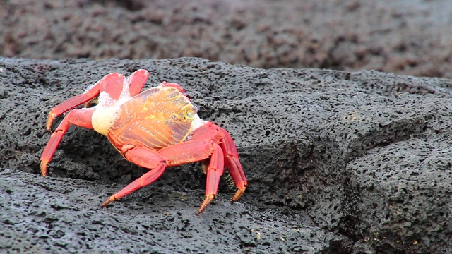 厄瓜多尔加拉帕戈斯国家公园中国帽岛的白尾蟹(Grapsus Grapsus)蜕皮视频下载