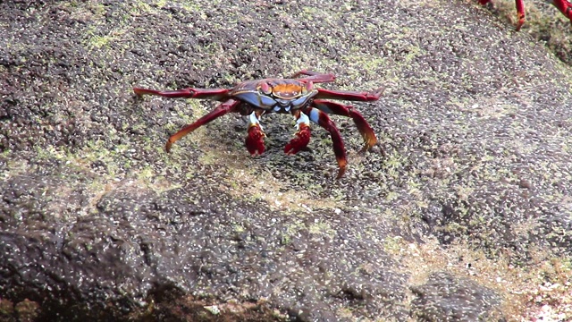 厄瓜多尔加拉帕戈斯国家公园中国帽岛上的白尾蟹视频下载
