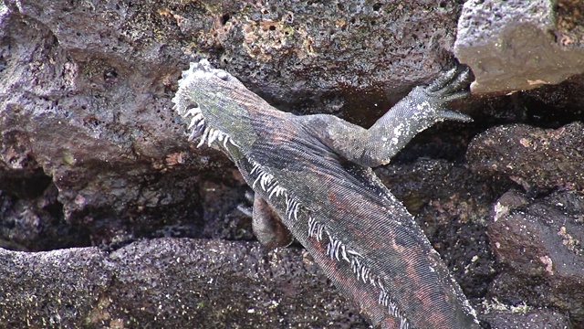 厄瓜多尔加拉帕戈斯国家公园中国帽岛的一种海洋鬣蜥。这种鬣蜥只在加拉帕戈斯群岛发现。视频下载