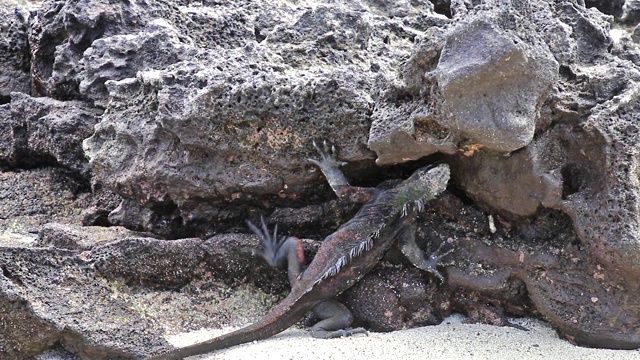 厄瓜多尔加拉帕戈斯国家公园中国帽岛的一种海洋鬣蜥。这种鬣蜥只在加拉帕戈斯群岛发现。视频下载