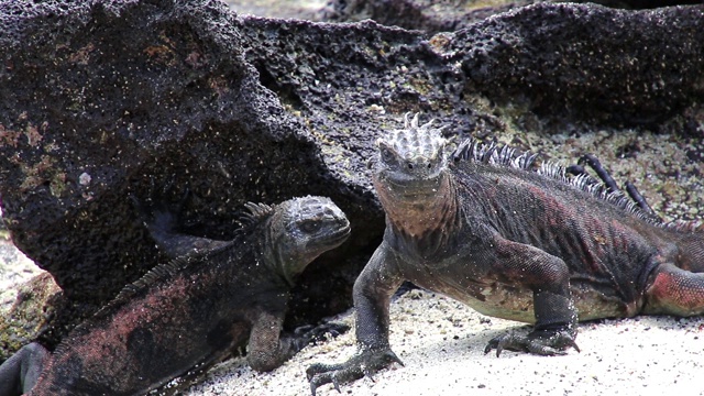 厄瓜多尔加拉帕戈斯国家公园中国帽岛的海鬣蜥。这种鬣蜥只在加拉帕戈斯群岛发现。视频下载