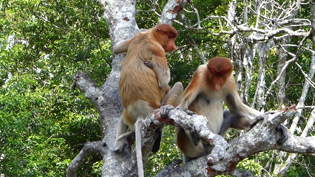 马来西亚，婆罗洲，沙巴，拉巴克湾，长鼻猴(鼻幼虫)坐在一棵树上。长鼻猴是婆罗洲岛特有的动物。视频下载