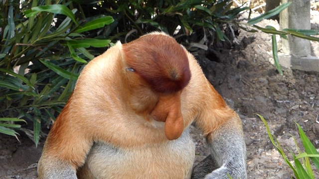 雄性长鼻猴(鼻幼虫)坐在地面上，在拉巴克湾，沙巴，婆罗洲，马来西亚。长鼻猴是婆罗洲岛特有的动物。视频素材