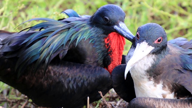 厄瓜多尔加拉帕戈斯国家公园，热那亚岛，雌雄军舰鸟坐在巢上视频下载