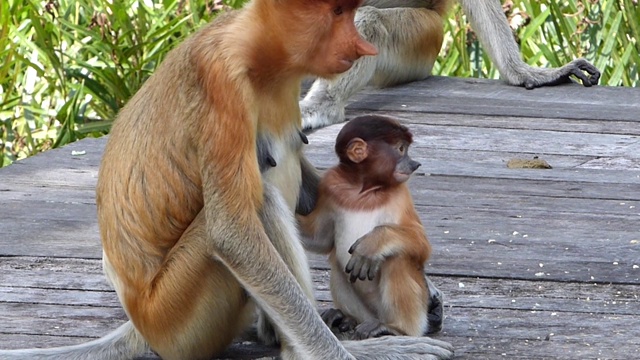 马来西亚，婆罗洲，沙巴州，拉布克湾，母长鼻猴带着婴儿坐在喂食平台上。长鼻猴是婆罗洲岛特有的动物。视频下载