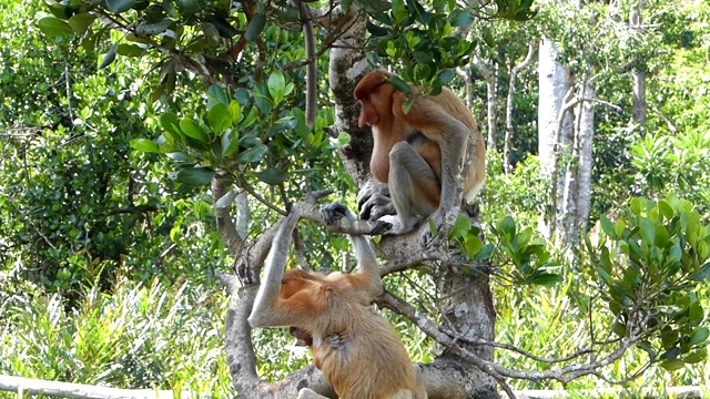 马来西亚，婆罗洲，沙巴，拉巴克湾，长鼻猴(鼻幼虫)坐在一棵树上。长鼻猴是婆罗洲岛特有的动物。视频下载