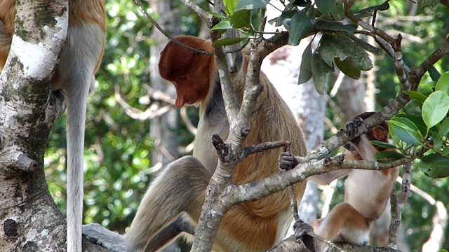 马来西亚，婆罗洲，沙巴州，拉巴克湾，长鼻猴宝宝在树上玩耍。长鼻猴是婆罗洲岛特有的动物。视频下载