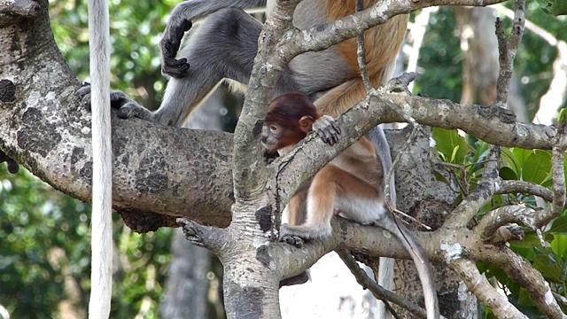 马来西亚，婆罗洲，沙巴州，拉巴克湾，长鼻猴宝宝在树上玩耍。长鼻猴是婆罗洲岛特有的动物。视频下载