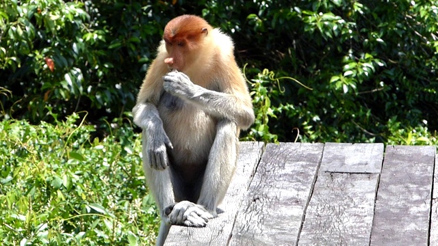 雌性长鼻猴(鼻幼虫)在进食平台上，在马来西亚沙巴州，婆罗洲拉布克湾。长鼻猴是婆罗洲岛特有的动物。视频素材