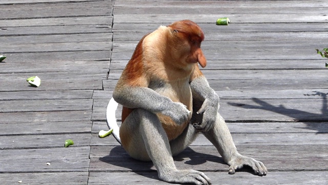 马来西亚，婆罗洲，沙巴州，拉布克湾，雄性长鼻猴(鼻幼虫)坐在进食平台上。长鼻猴是婆罗洲岛特有的动物。视频素材
