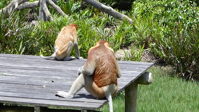 在马来西亚沙巴州，婆罗洲，拉布克湾的喂食平台上，长鼻一家正在进食。长鼻猴是婆罗洲岛特有的动物。视频下载