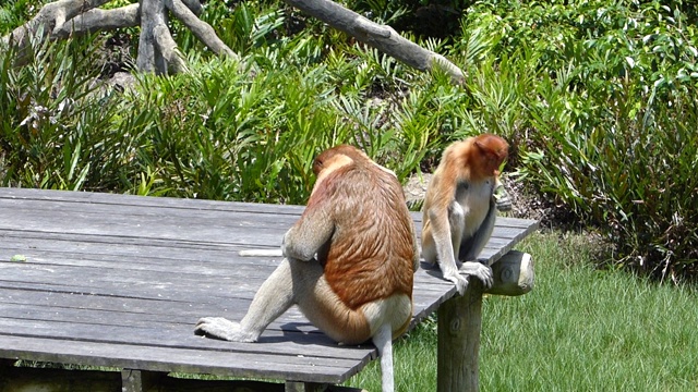 在马来西亚沙巴州，婆罗洲，拉布克湾的喂食平台上，长鼻一家正在进食。长鼻猴是婆罗洲岛特有的动物。视频素材