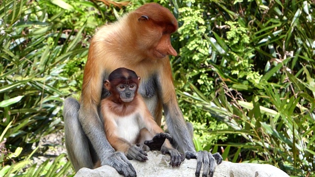 母长鼻猴(鼻幼虫)与婴儿坐在拉巴克湾，沙巴，婆罗洲，马来西亚。长鼻猴是婆罗洲岛特有的动物。视频下载
