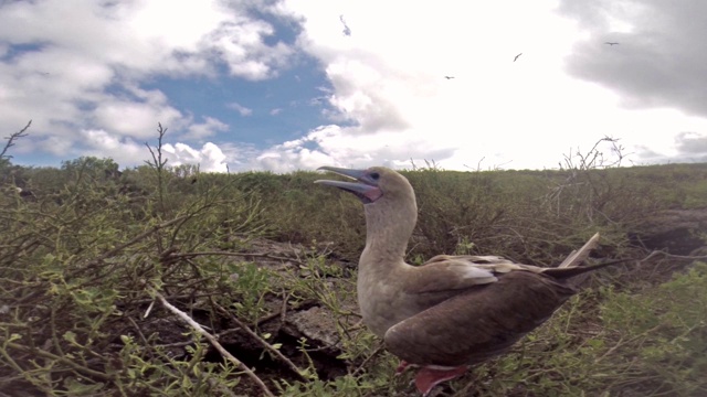 红脚鲣鸟(苏拉苏拉)在热那亚岛，加拉帕戈斯国家公园，厄瓜多尔视频下载
