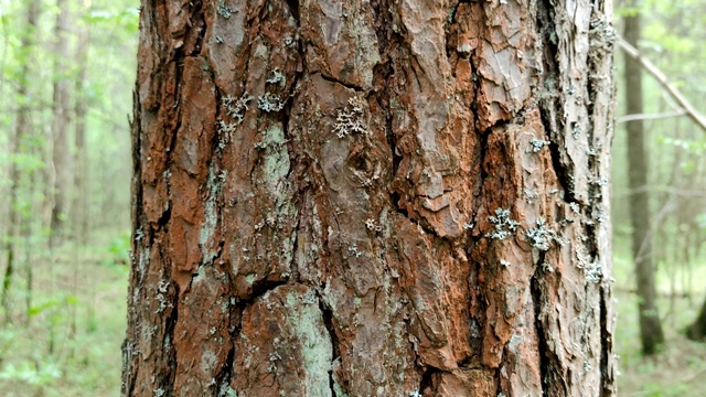 松树的树皮在木头上。室外景观视频素材