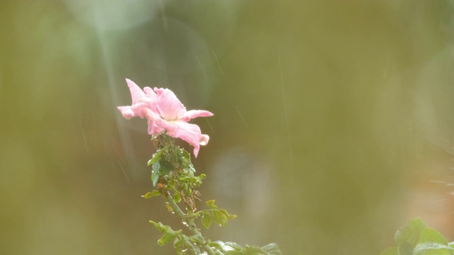 雨中的粉红玫瑰视频素材