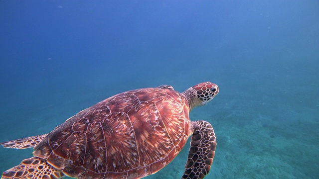 绿海龟在红海游泳/马萨阿拉姆视频素材