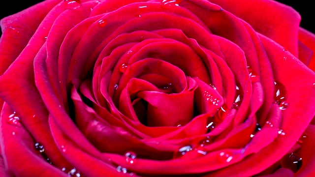 美丽的红粉色玫瑰背景。盛开的玫瑰花开了，时光流逝，特写。婚礼背景，情人节的概念。4 k、视频间隔拍摄视频下载