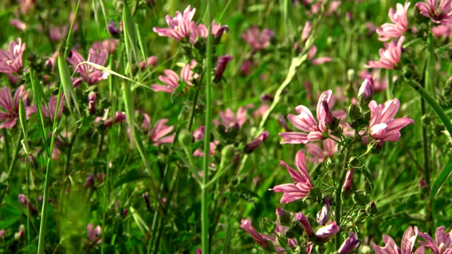 绿色大自然中的紫色花朵视频素材