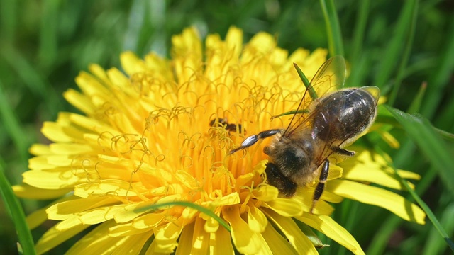 蜜蜂在蒲公英上采集花粉。视频素材