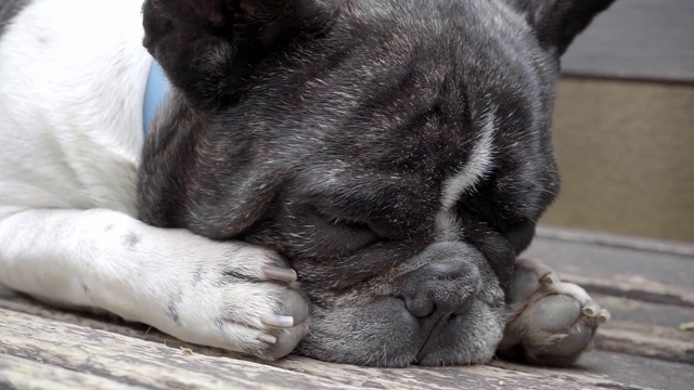 对宠物的爱。一个沉睡的法国斗牛犬的特写。视频素材