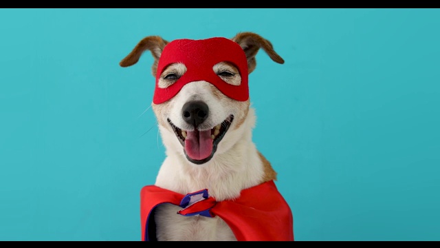 狗狗超级英雄服装视频素材