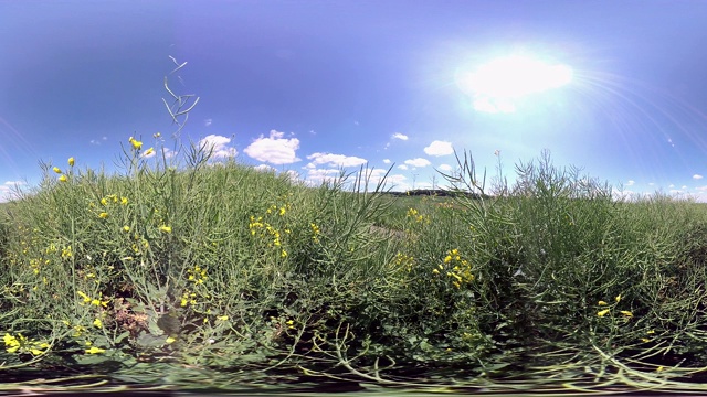 360VR，春暖花开的油菜地，VR360视频下载