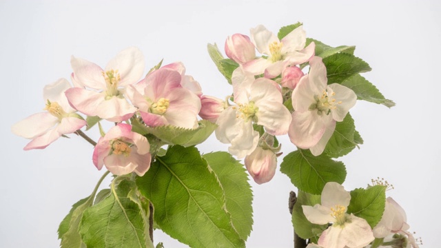 一棵苹果树白花开花生长在白色背景上的4k时间间隔。家苹果盛开的花朵。白色的小花，在白色的背景上生长开花。视频下载
