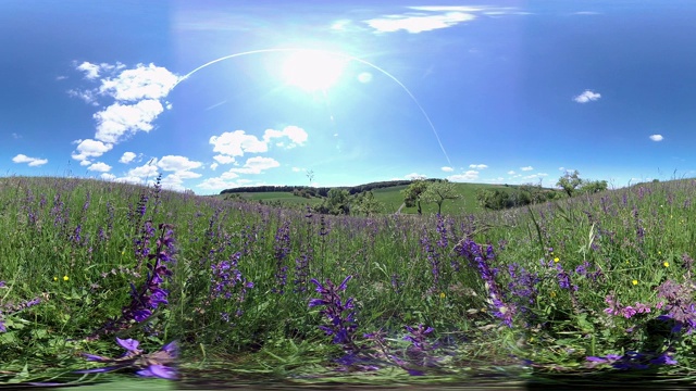 360VR，春天野花盛开的草地，VR360视频素材