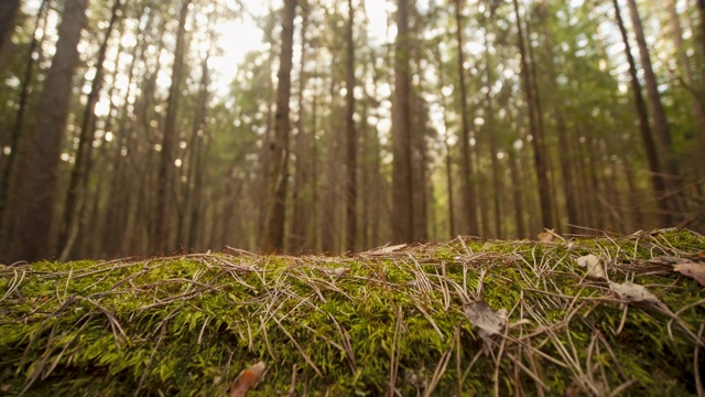 春天，一棵倒下的树躺在森林的地面上视频素材