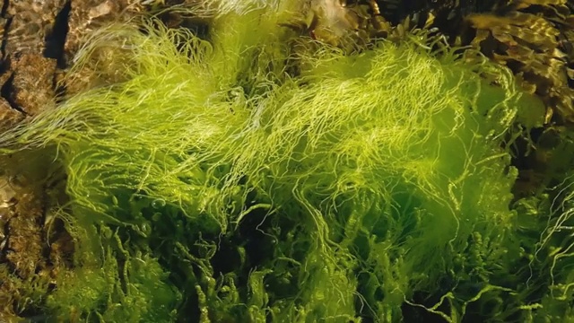 绿藻在海里游动视频下载