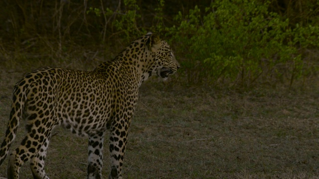 豹子小跑，斯里兰卡。视频下载