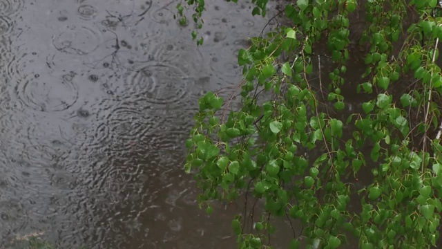 在一个大水坑的背景上，有绿叶的桦树枝视频素材