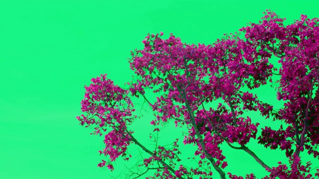许多橡胶树的叶子粉红绿色，随风飞舞视频素材