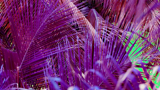 风吹动椰子树叶子，五彩缤纷视频素材