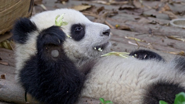 慵懒困倦的熊猫宝宝躺在它的背上，慢慢地吃竹子。11、动物乃在恒禅，不计较太多。UHD视频下载