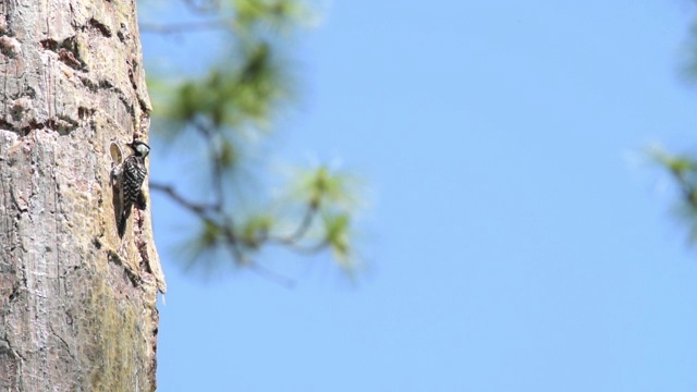 红冠啄木鸟在多汁的巢树上，通过开口喂养小鸡视频下载