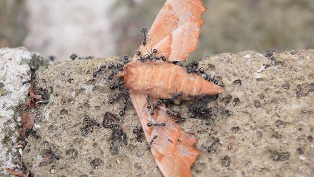 和蚂蚁一起生活的蛾子视频下载