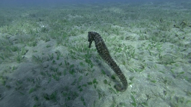 近景海马慢慢游过被绿藻覆盖的沙底，水下微距拍摄视频下载