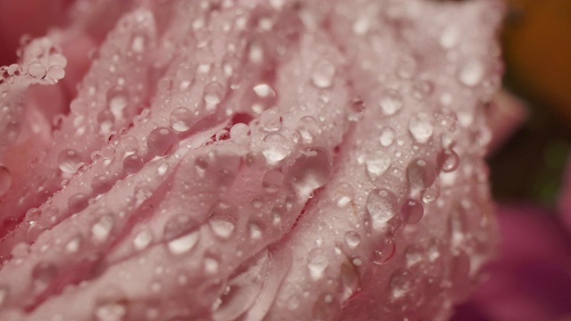 微距摄影拍摄的水滴雨滴在玫瑰花瓣浪漫爱情主题背景视频素材