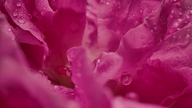 微距摄影拍摄的水滴雨滴在玫瑰花瓣浪漫爱情主题背景视频素材
