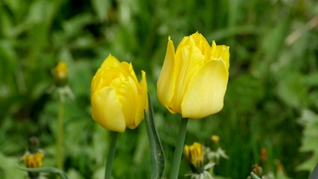 绿色背景上的黄色郁金香视频素材
