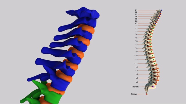 人的脊柱——颈椎视频下载