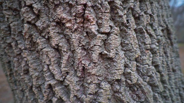 树皮树的形象在树林里越来越近视频素材