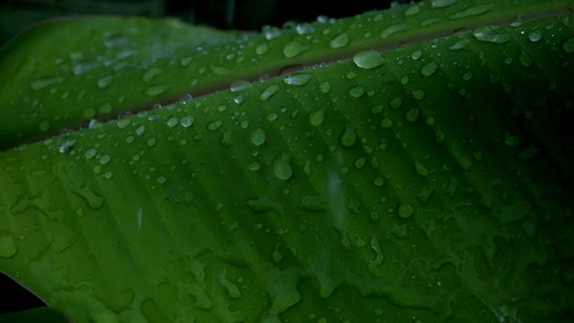 雨滴和芭蕉叶的慢动作视频视频素材