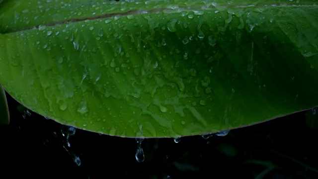 雨滴和芭蕉叶的慢动作视频视频素材