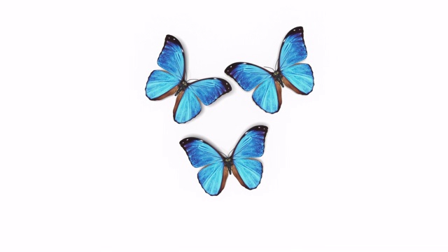 美丽的蓝色蝴蝶大闪蝶飞进屏幕，坐下来飞走。白绿色背景特写。带有Alpha通道的可循环3d动画。视频下载